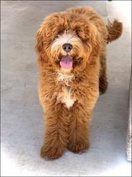 red labradoodle standing