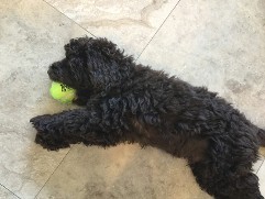 australian labradoodle laying down chewing on ball