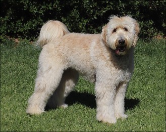 cream labradoodle standing