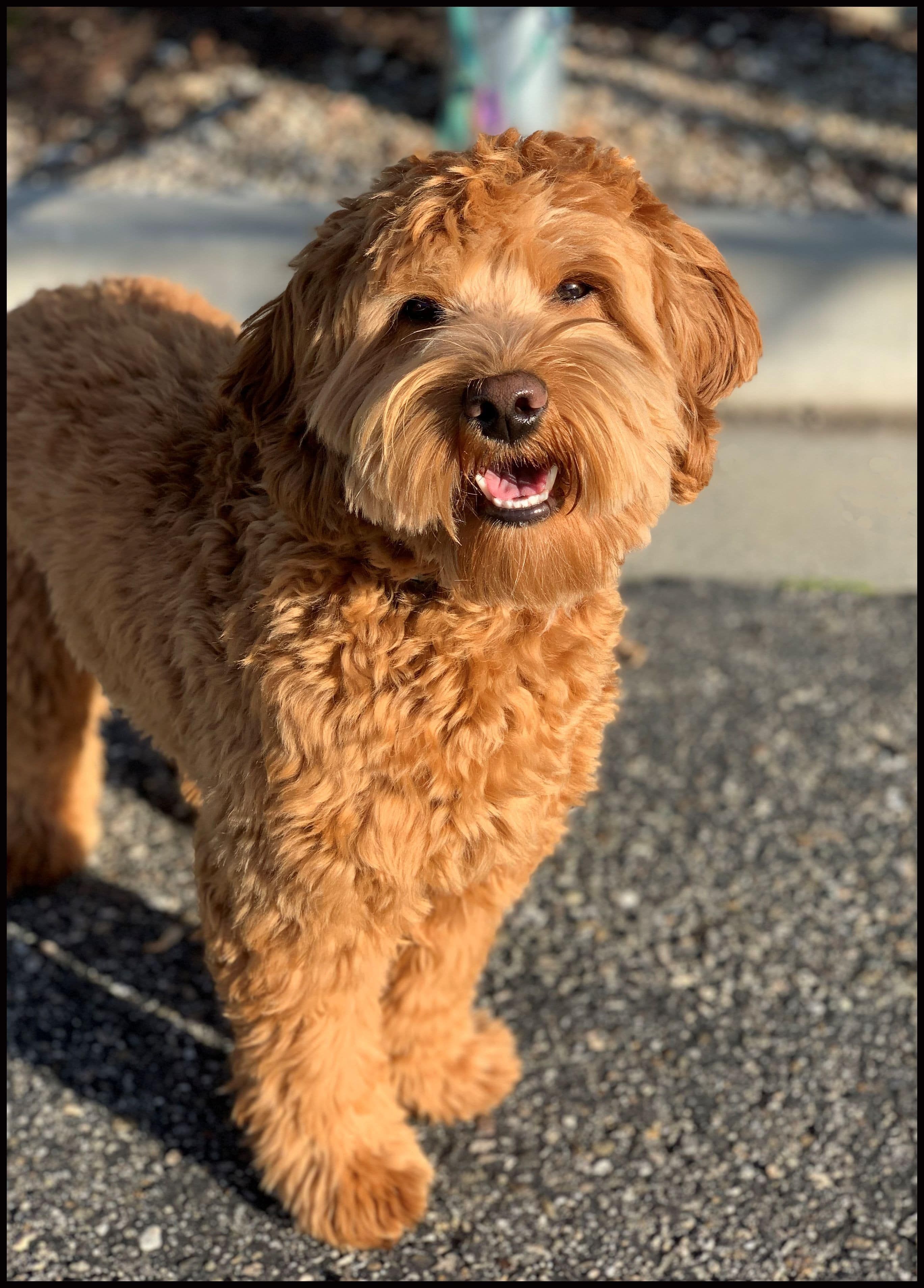 apricot labradoodle