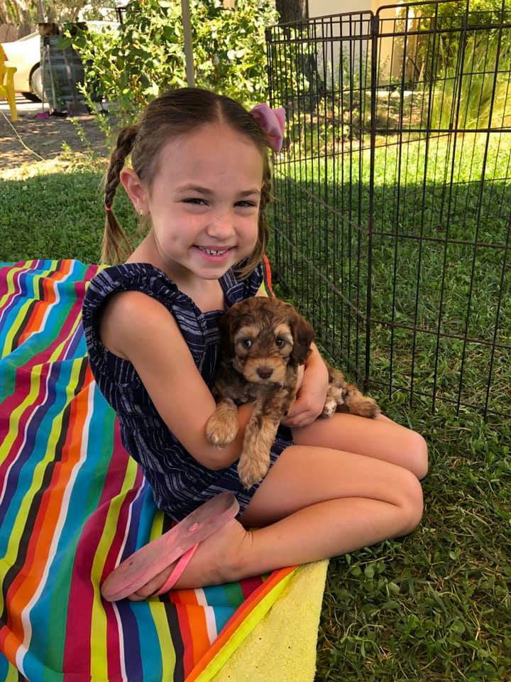 young child holding labradoodle puppy outside in the grass