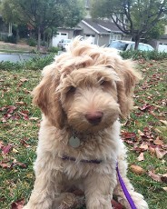 labradoodle puppy sitting outdoors