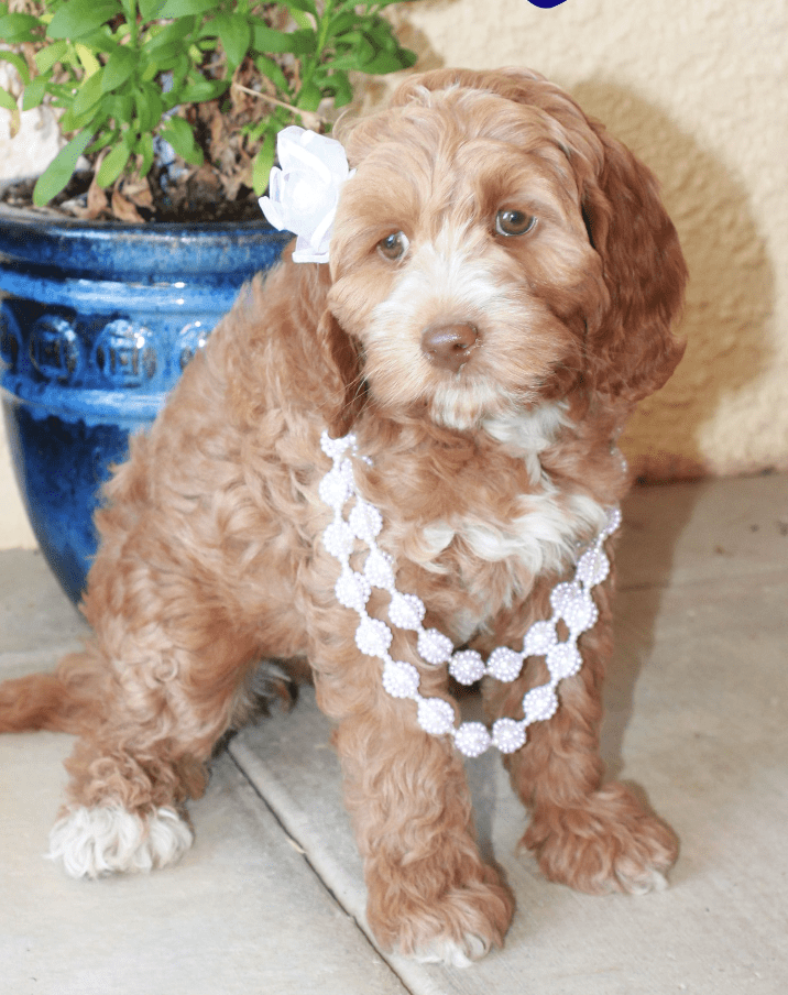 golden labradoodle puppy wearing necklace