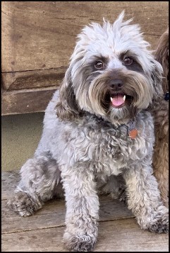 australian labradoodle sitting panting